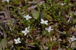 Southern bluet